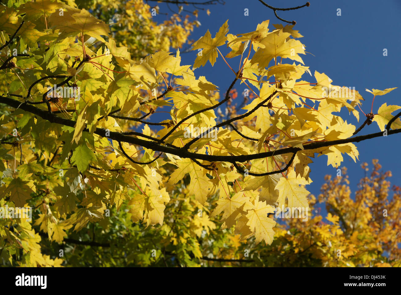 Acer Saccharinum, Silberahorn, Silver maple Stockfoto