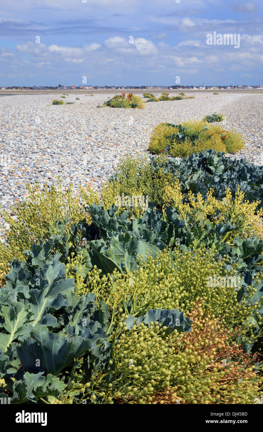 Wildpflanzen am Strand von Le Hourdel, Somme, Picardie, Frankreich Stockfoto