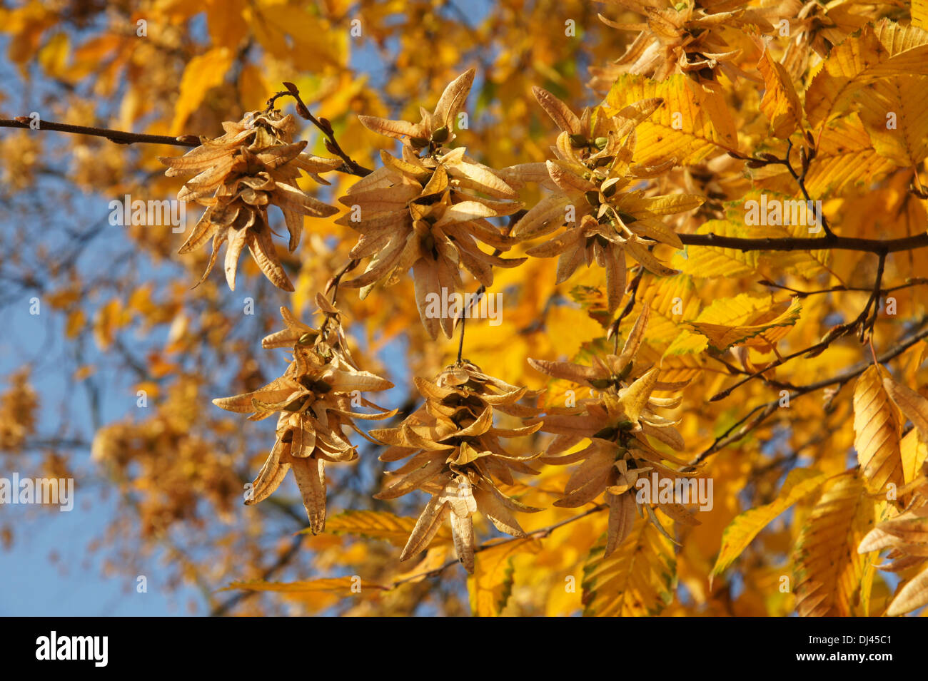 Carpinus Betulus, Hainbuche, Weißbuche Stockfotografie Alamy