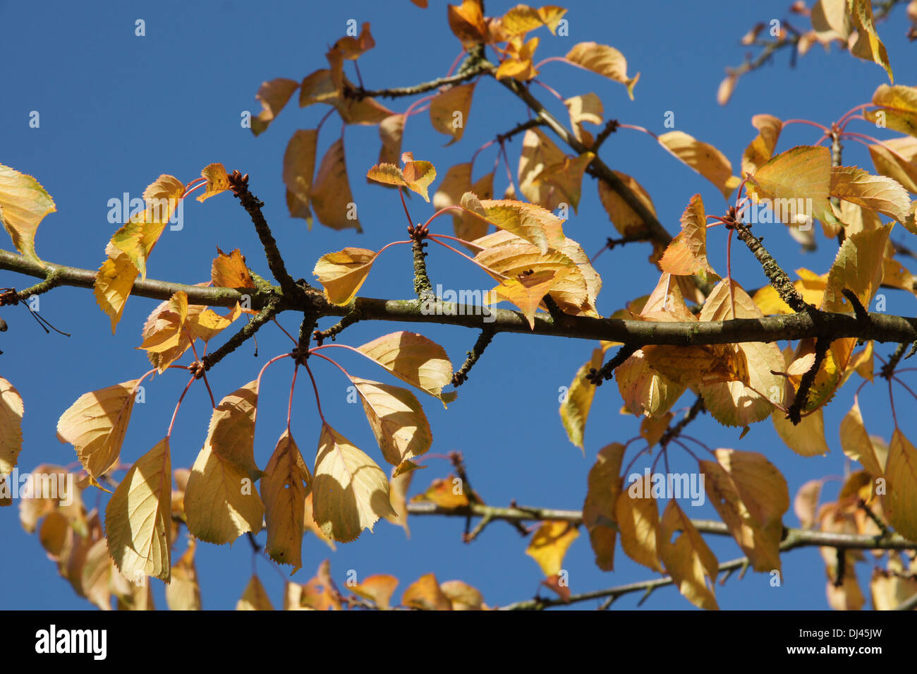 Prunus Avium, Süßkirsche, Süßkirsche Stockfoto