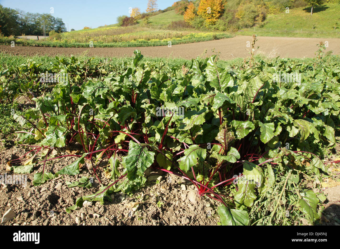 Beta Vulgaris, Rote Bete, Rüben Wurzeln Stockfoto