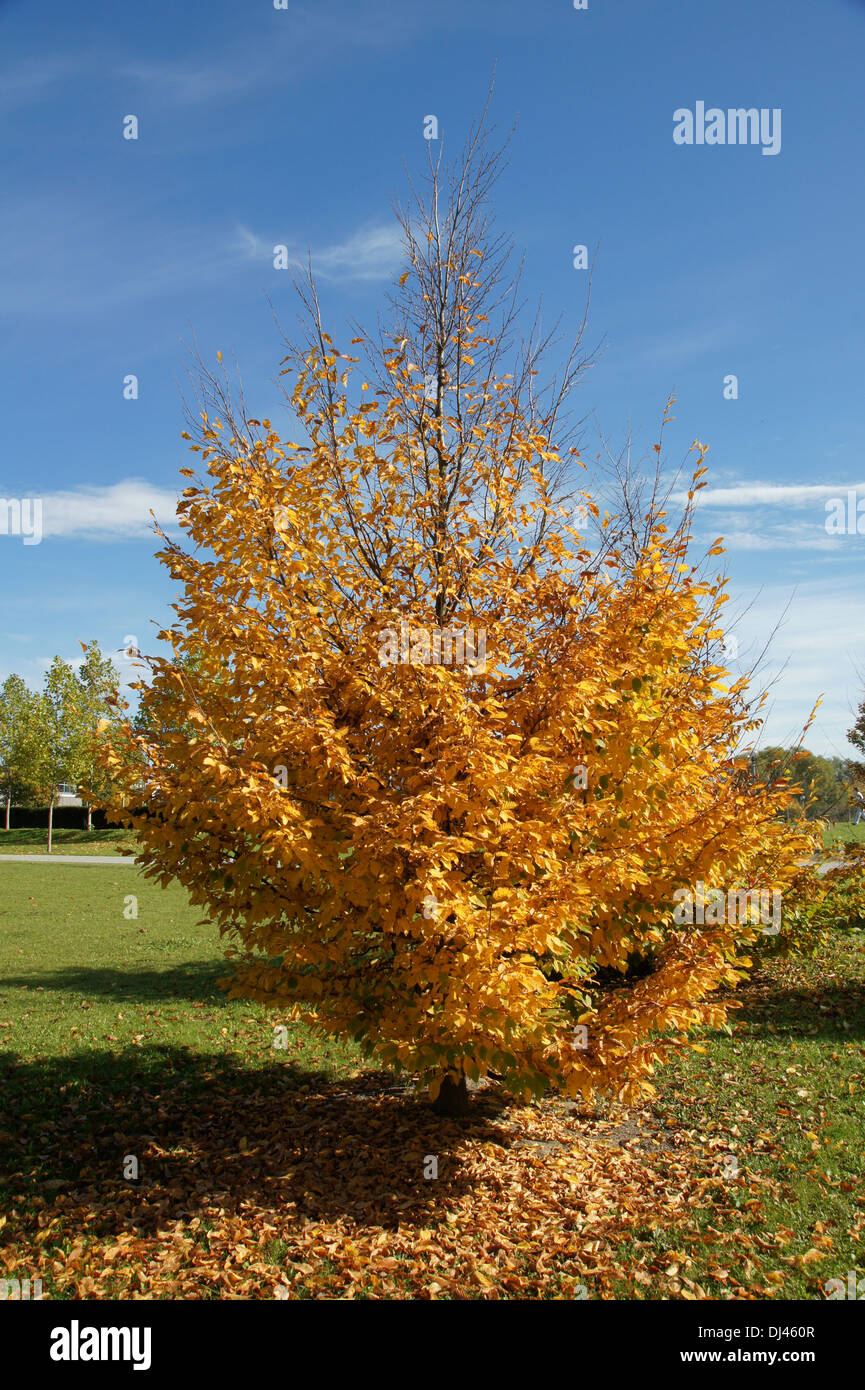 Carpinus Betulus, Hainbuche, Weißbuche Stockfotografie Alamy