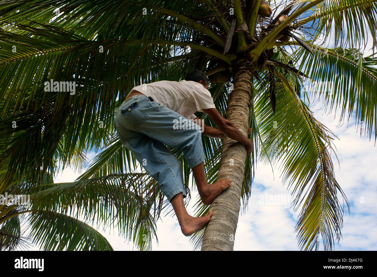 Ernte der Kokosnüsse in der Nähe von Baracoa, Kuba Stockfoto