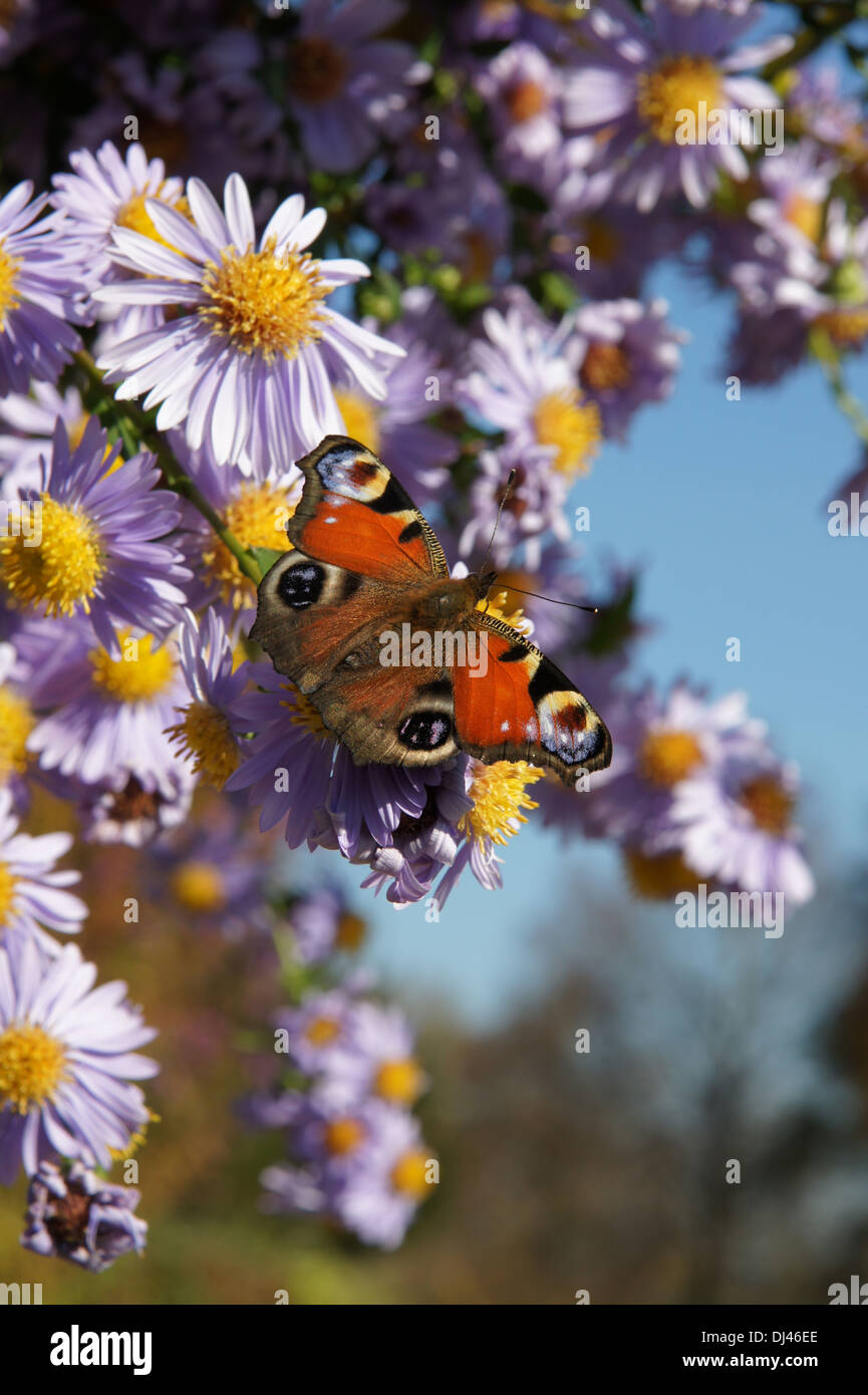 Aster Mit Tagpfauenauge Stockfoto