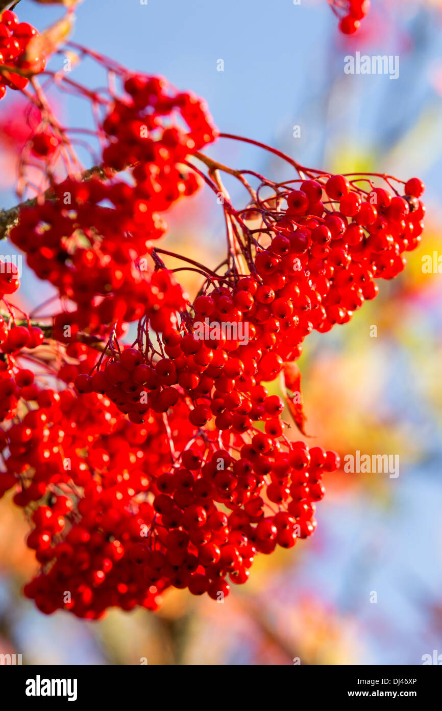 Beeren auf eine Eberesche in Holehird Gärten, Windermere, Lake District, Cumbria, UK. Stockfoto