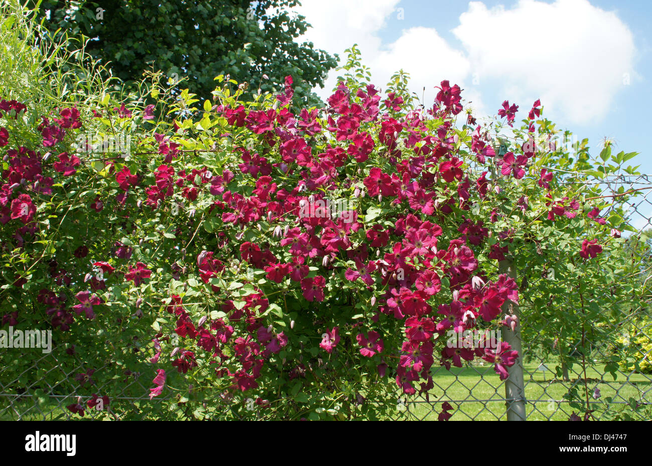 Clematis Stockfoto