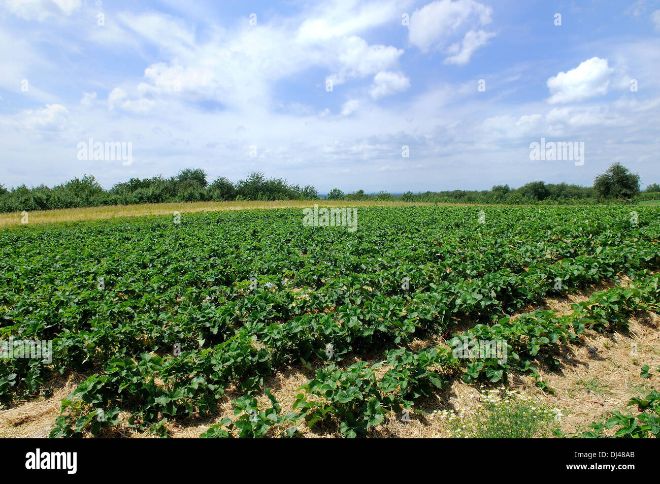 Erdbeerfeld Stockfoto