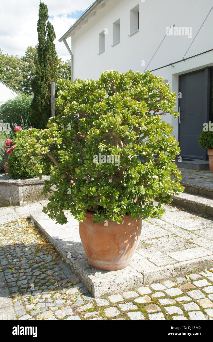 Silber-Dollar-Anlage Stockfoto