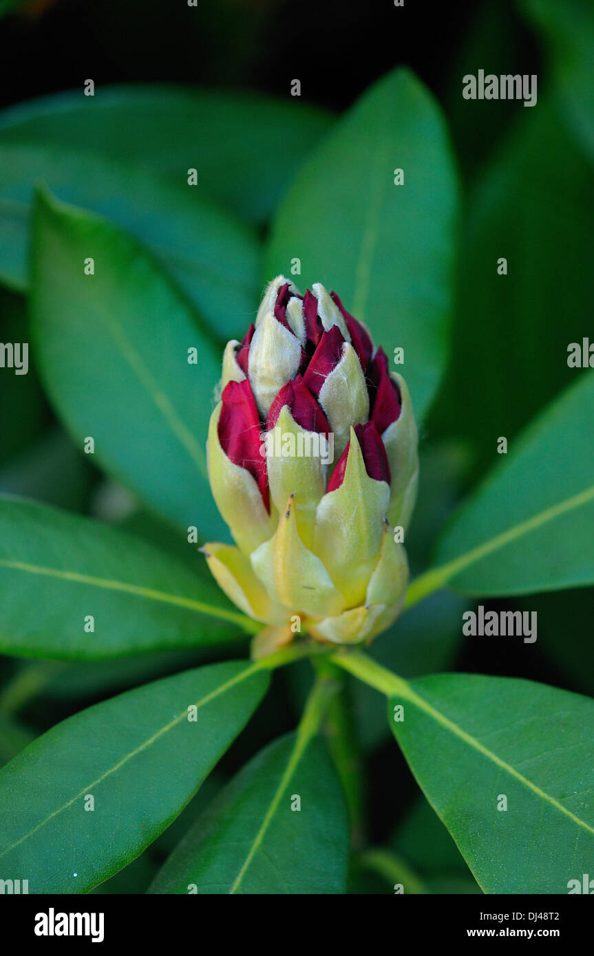 Rhododendron knospenfule -Fotos und -Bildmaterial in hoher Auflsung   Alamy