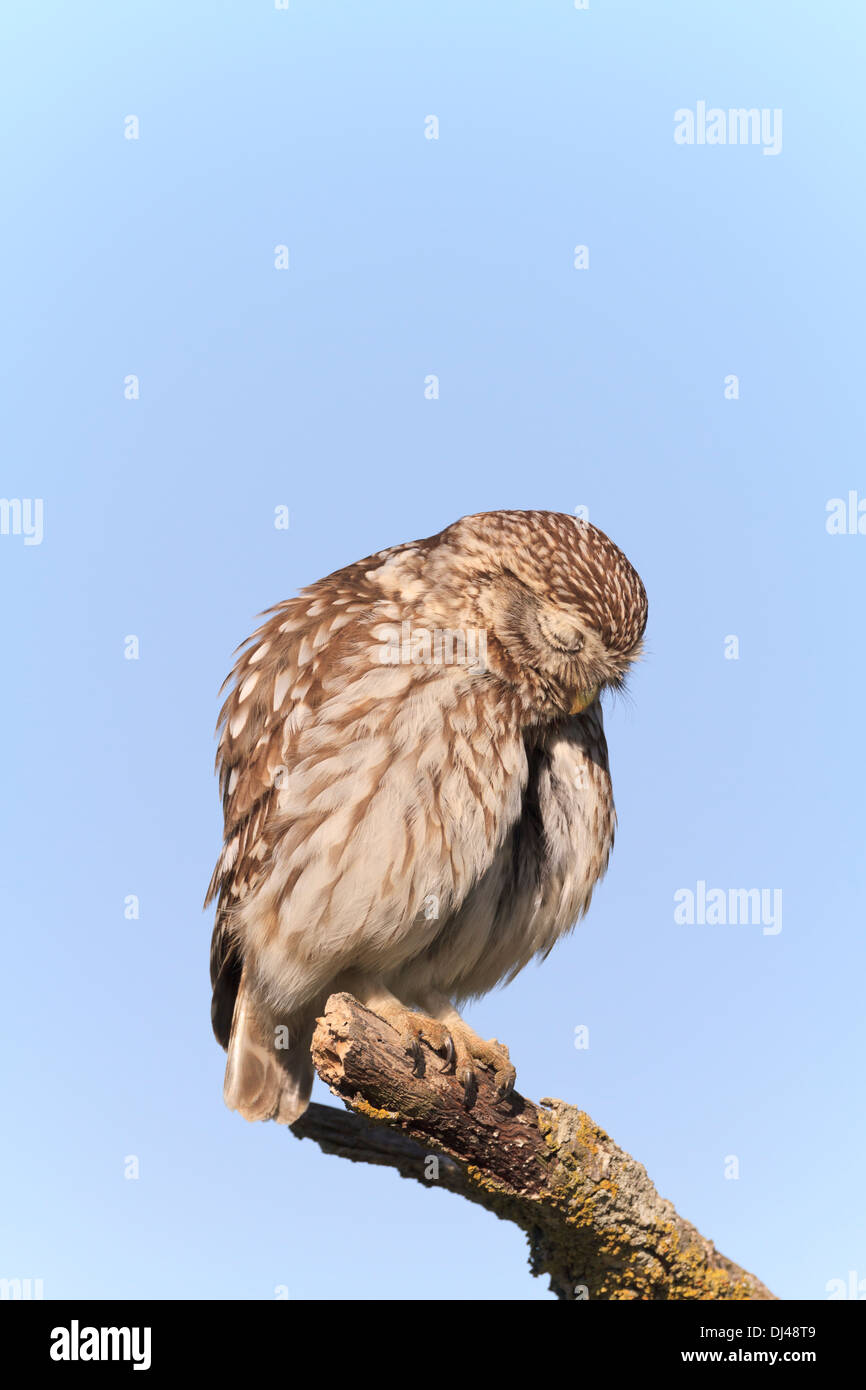 Steinkauz (Athene Noctua) putzen auf Ast. Provinz Lleida. Katalonien. Spanien. Stockfoto