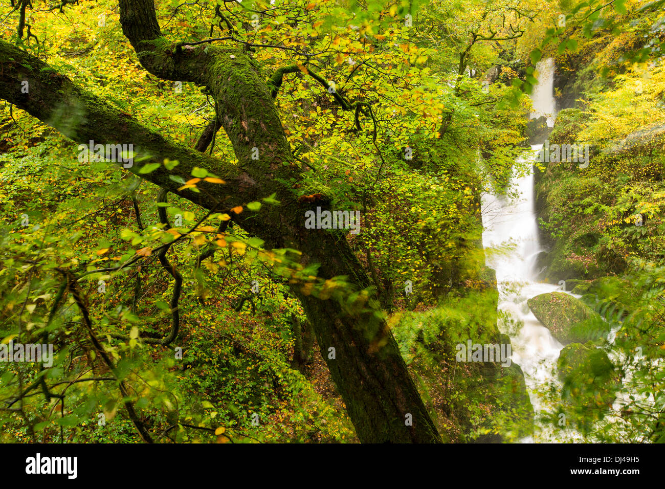Stock Ghyll Wasserfall in Ambleside, Lake District, UK, mit Autumn Leaves. Stockfoto