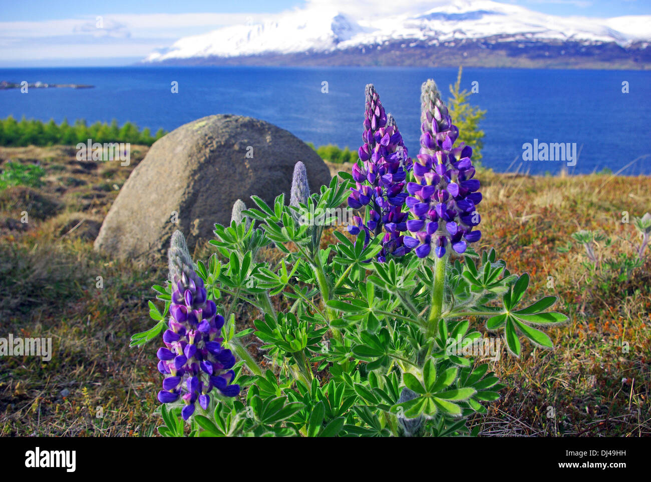 blühenden Lupinen Stockfoto