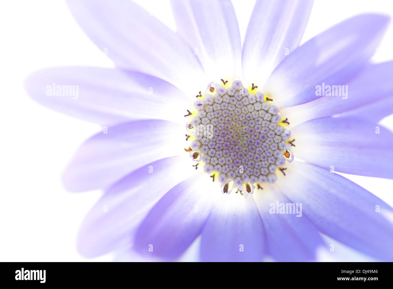 zarte Senetti Blüte vor weißem Hintergrund Stockfoto