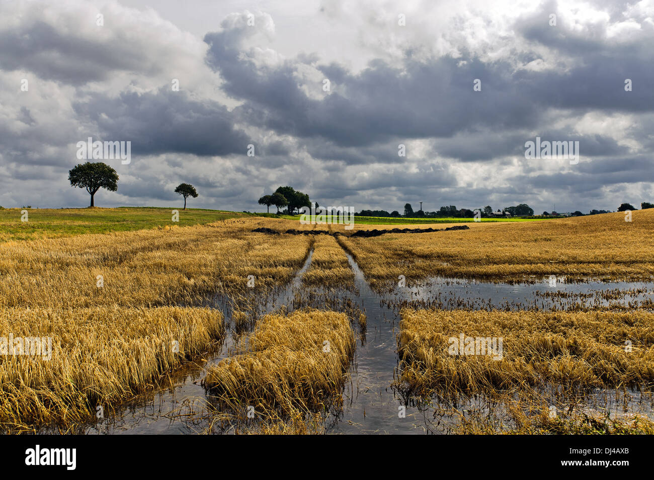 überfluteten Maisfeld Stockfoto