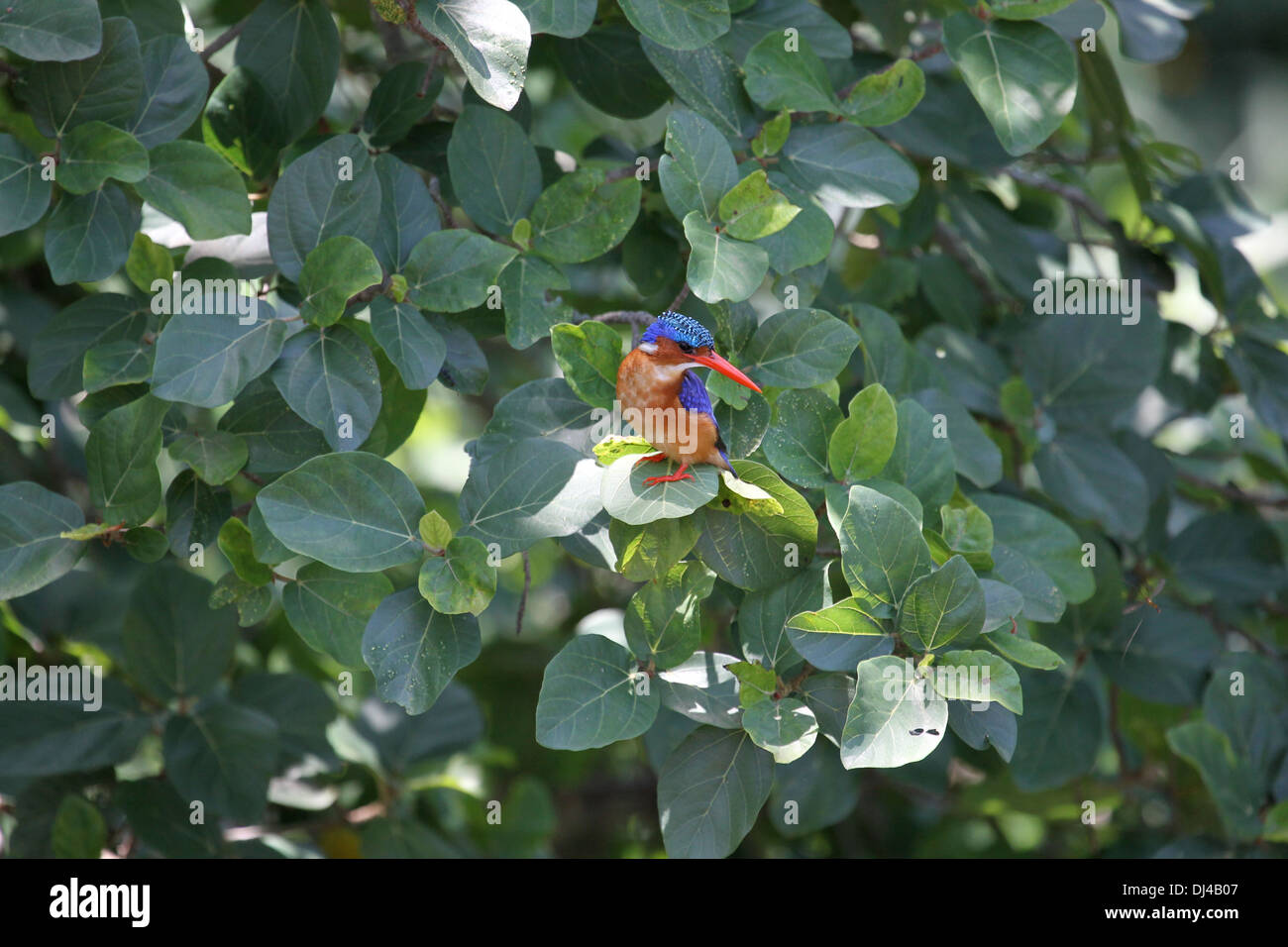 Malachit Kingfisher Alcedo cristata Stockfoto