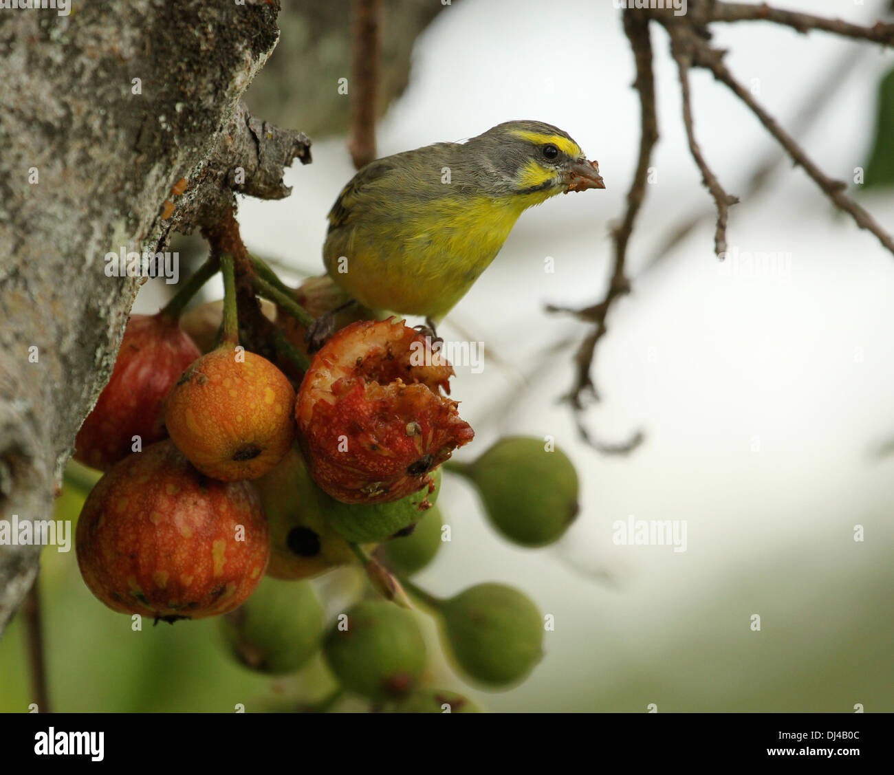 Yellow eyed Kanarienvogel Serinus mozamicus Stockfoto