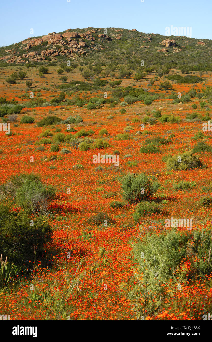 Afrikanische Gänseblümchen, Skilpad wilde Blume Reservat Stockfoto