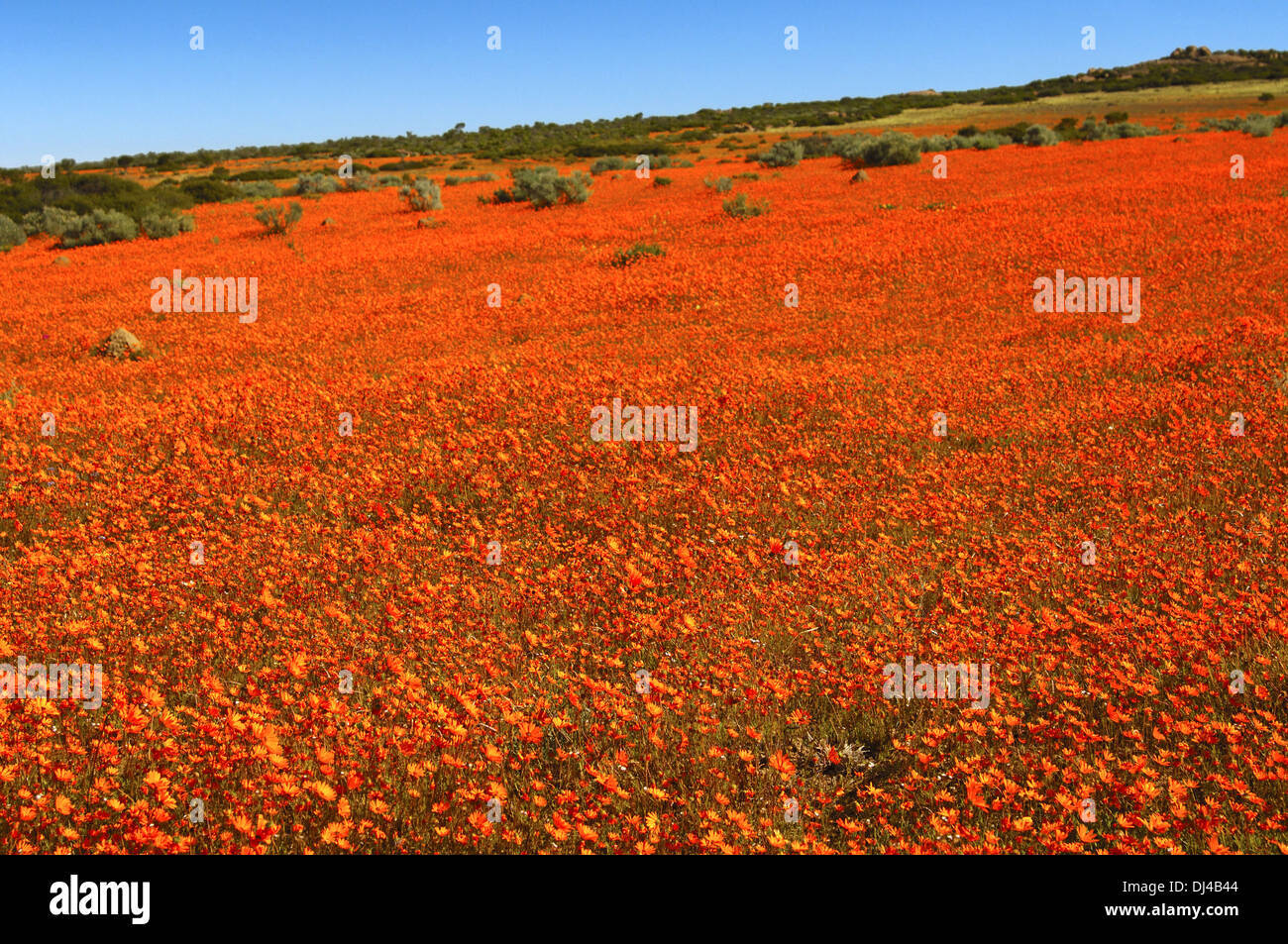 Frühling Blumen Anzeige von Namaqualand Gänseblümchen Stockfoto