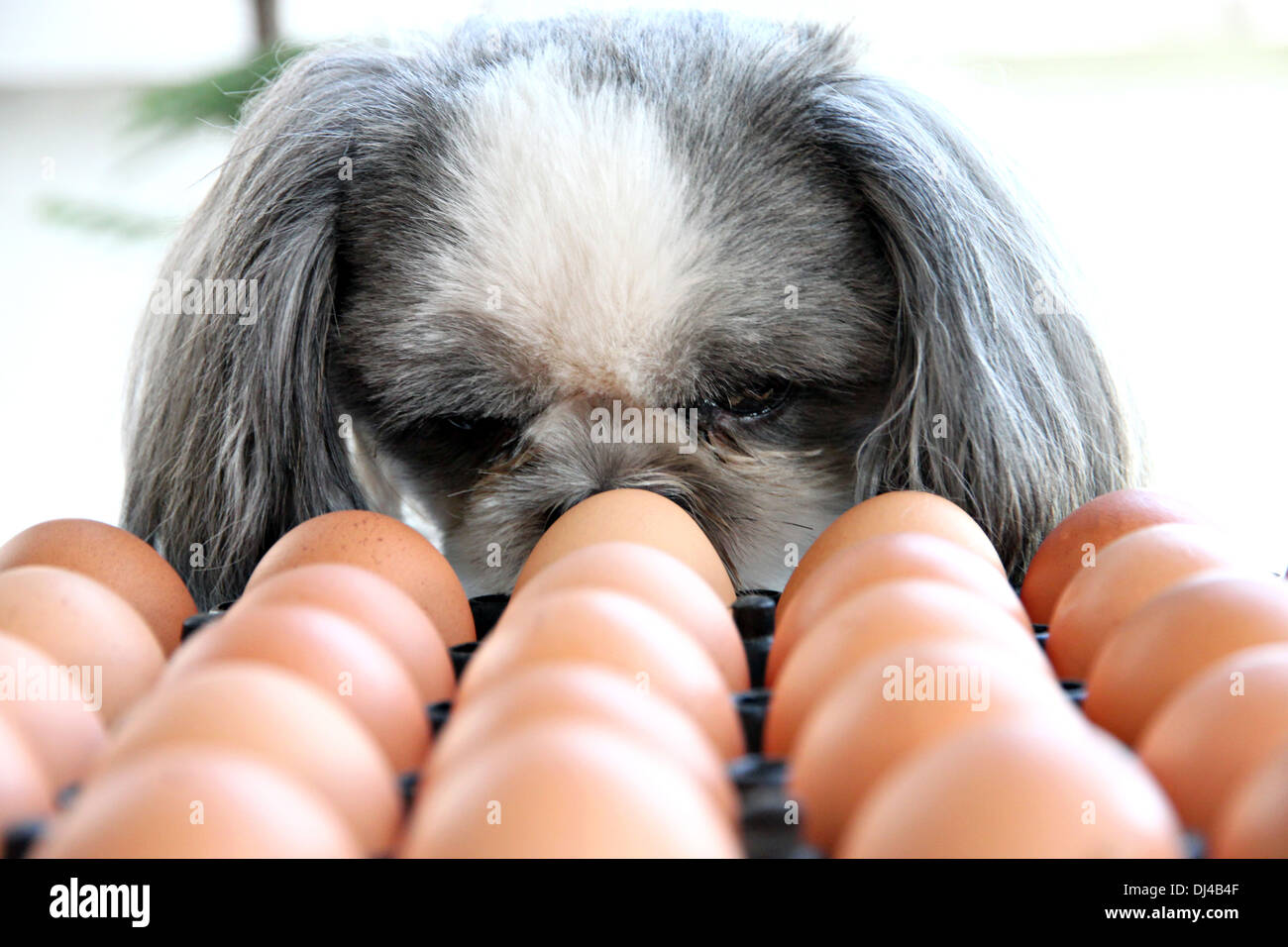 Der Hund gerade Ei und mit Argwohn betrachtet. Stockfoto