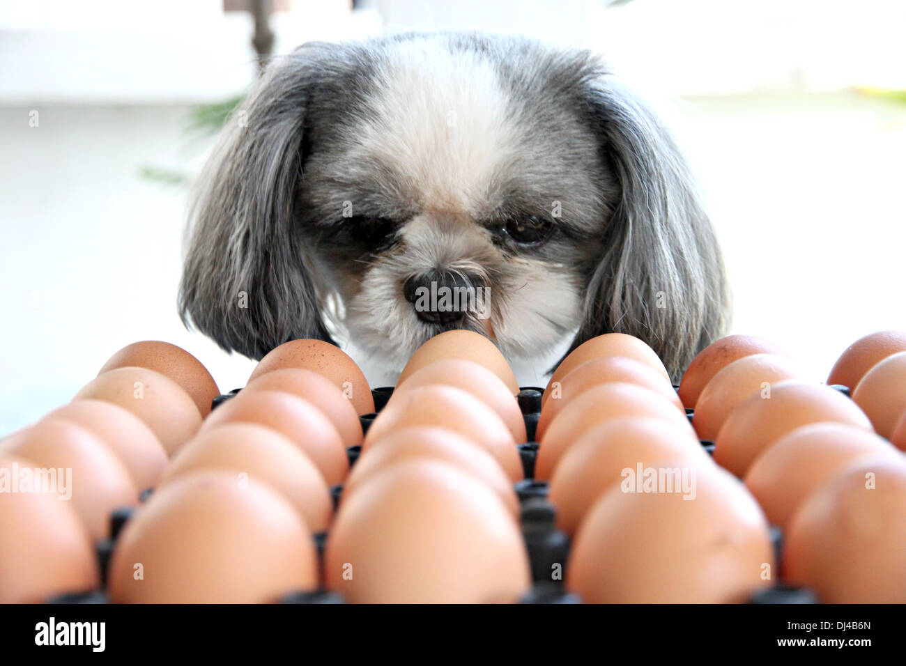 Der Hund gerade Ei und mit Argwohn betrachtet. Stockfoto