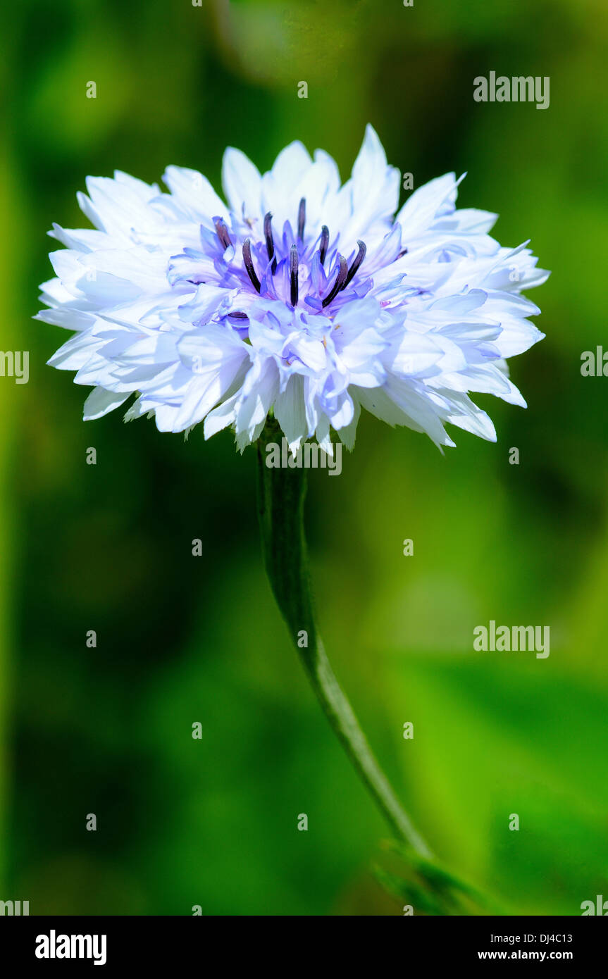 Kornblum Fotos und Bildmaterial in hoher Auflösung Alamy