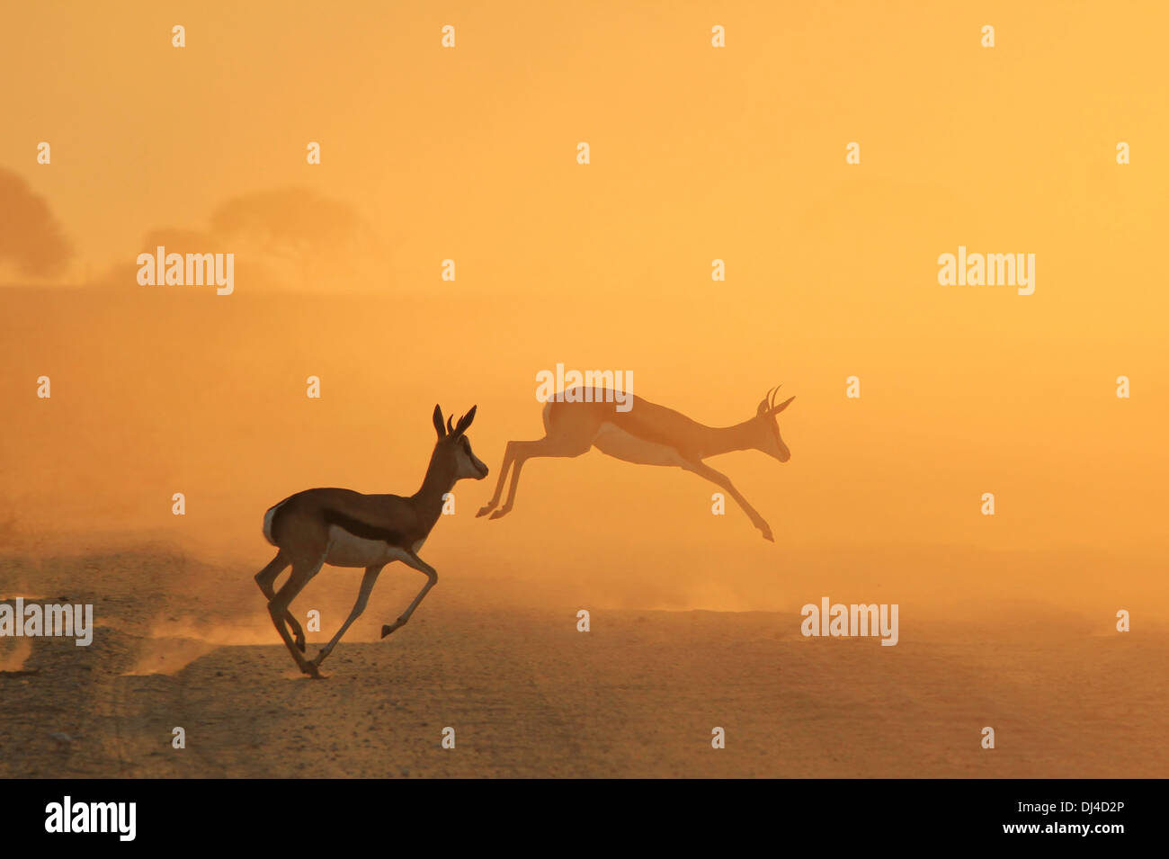Springbock - wildlife Hintergrund aus Afrika - ein wundervolles Leben und Farbe Stockfoto
