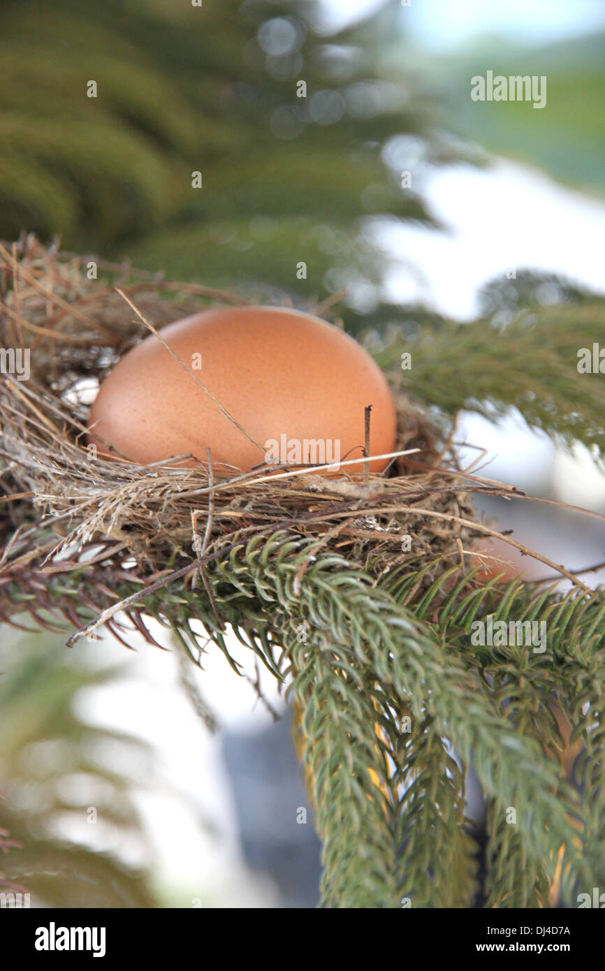 Das Bild Ei im Nest des Vogels auf Baum. Stockfoto
