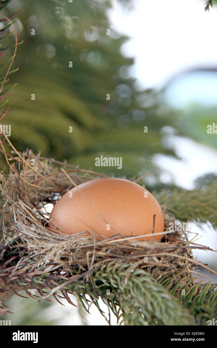 Das Bild Ei im Nest des Vogels auf Baum. Stockfoto