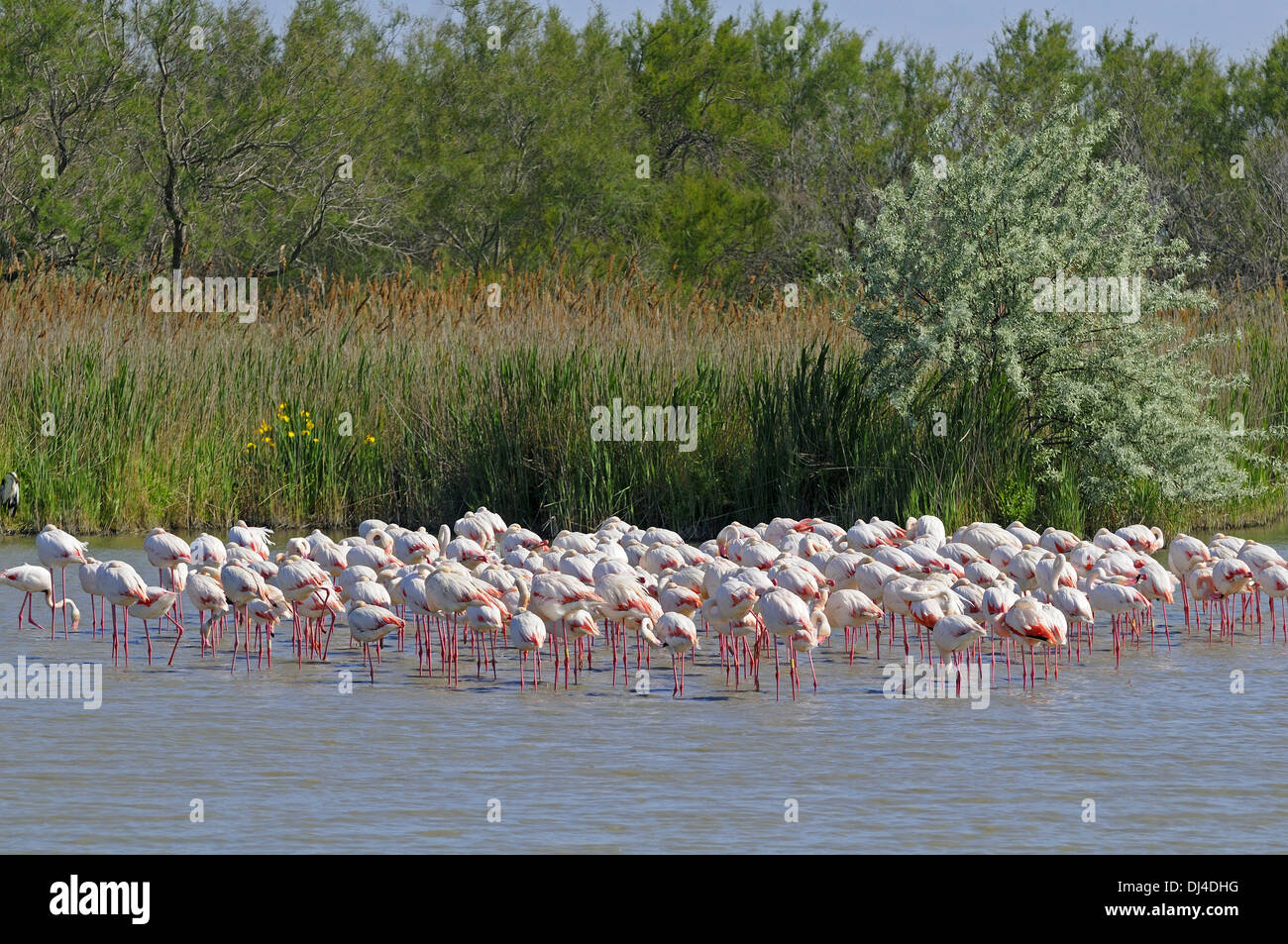 Kolonie kolonien kolonien Fotos und Bildmaterial in hoher Auflösung