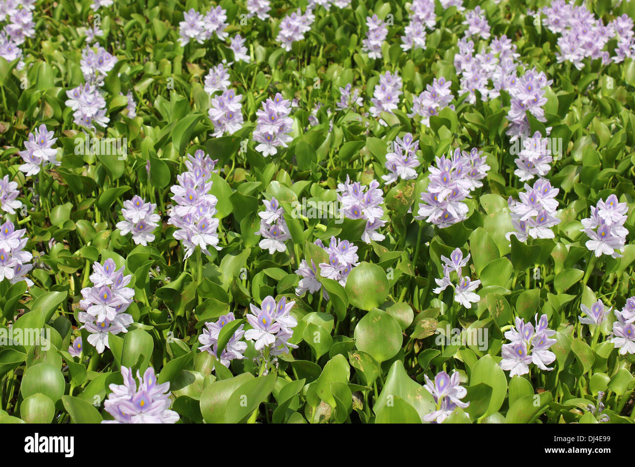 Wasserhyazinthe Eichhornia crassipes Stockfoto