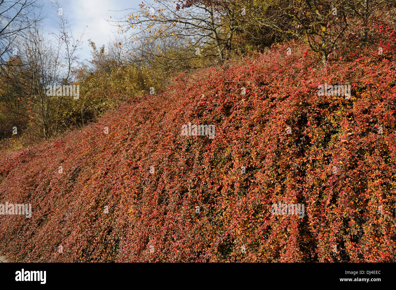 Zwergmispel dammeri Stockfoto