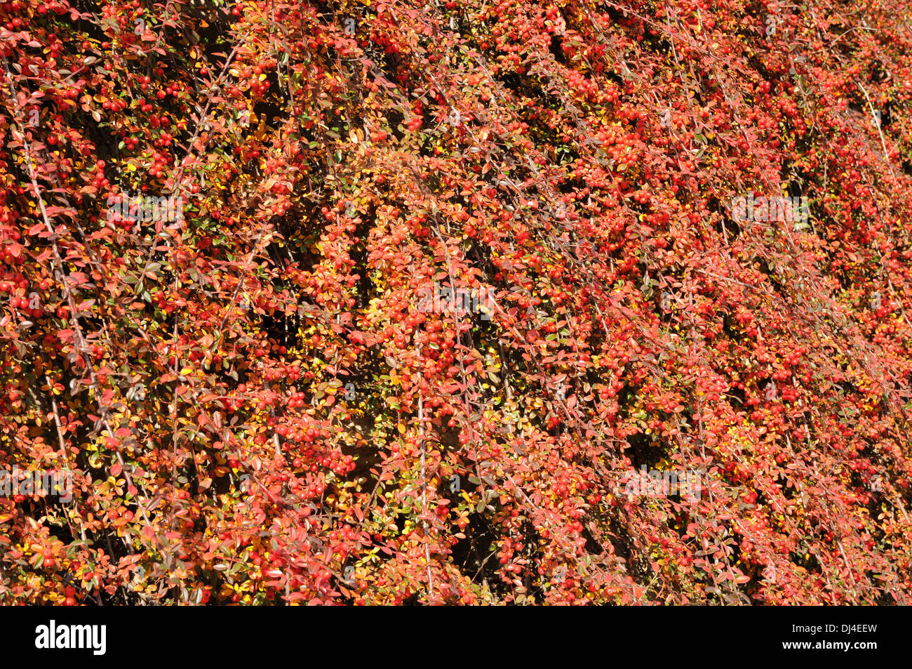 Zwergmispel dammeri Stockfoto