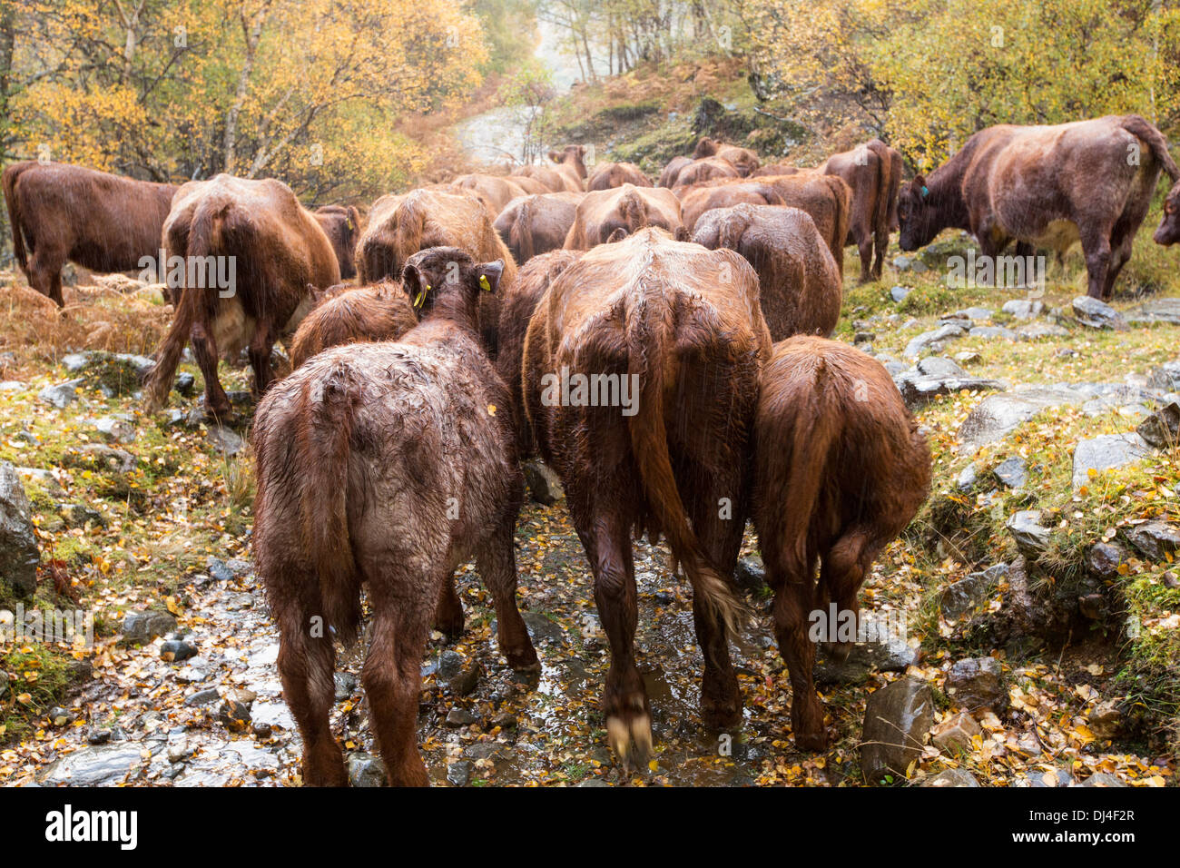 Ein Landwirt Scharen sein Vieh aus der entfernten Strath Na Sealga wo sie haben über den Sommer weiden gewesen, Stockfoto