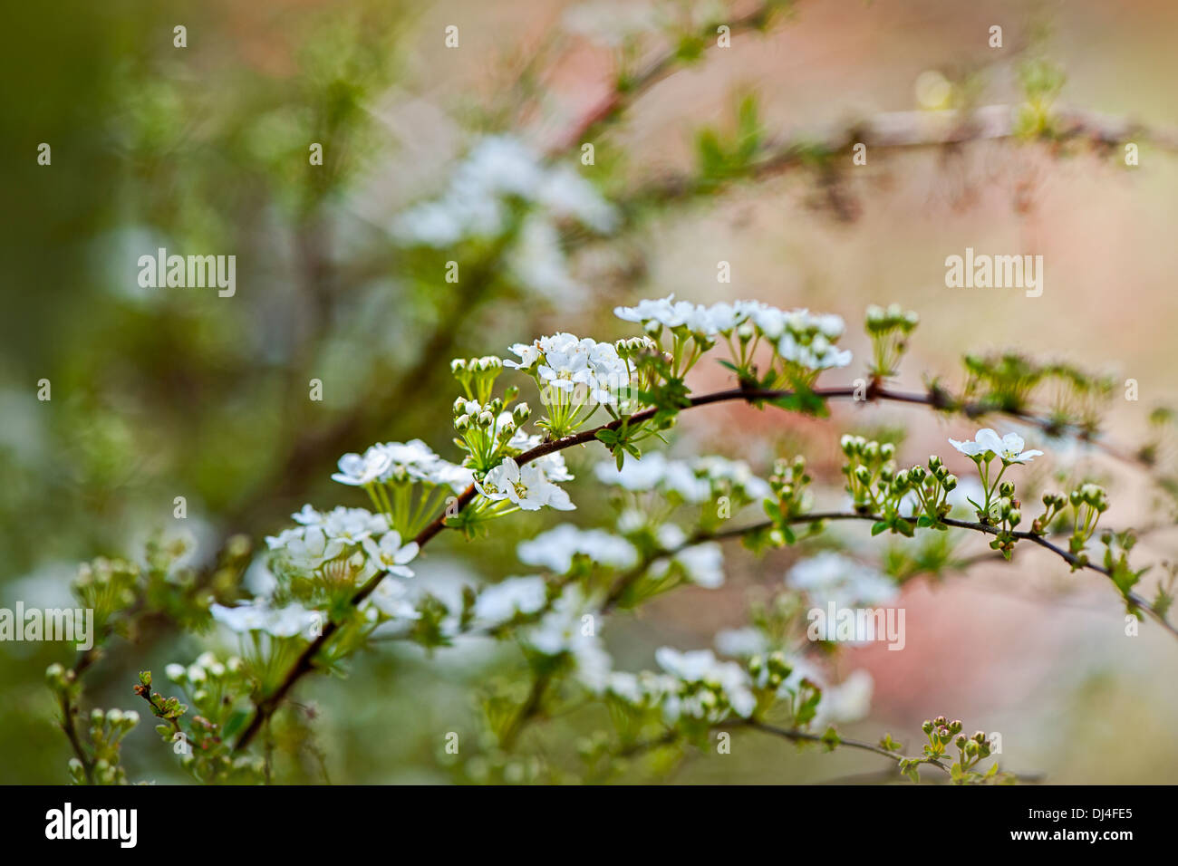 Spiraea × Cinerea 'Grefsheim' - Brautkranz Stockfoto