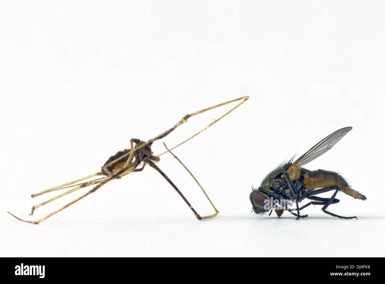 Fliegen und Spinnen Stockfoto