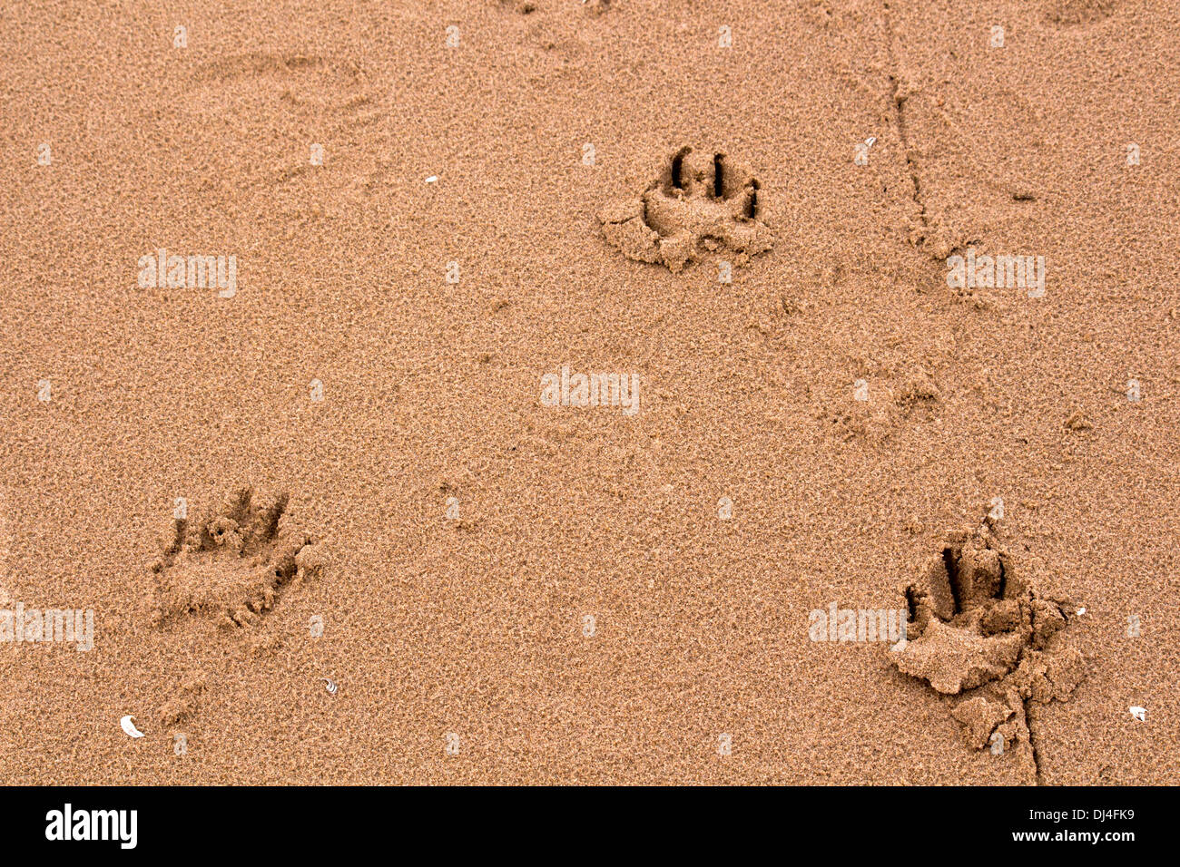 Hundepfote druckt in den Sand, wo Kratzspuren sehr sichtbar sind. Stockfoto