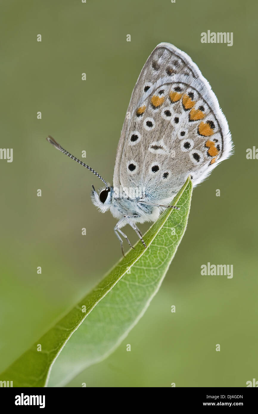 Closeup Aufnahme des Frühlings-Schmetterling Stockfoto