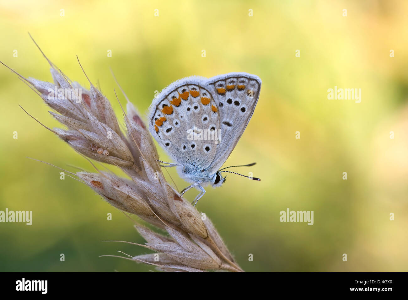 Closeup Aufnahme des Frühlings-Schmetterling Stockfoto