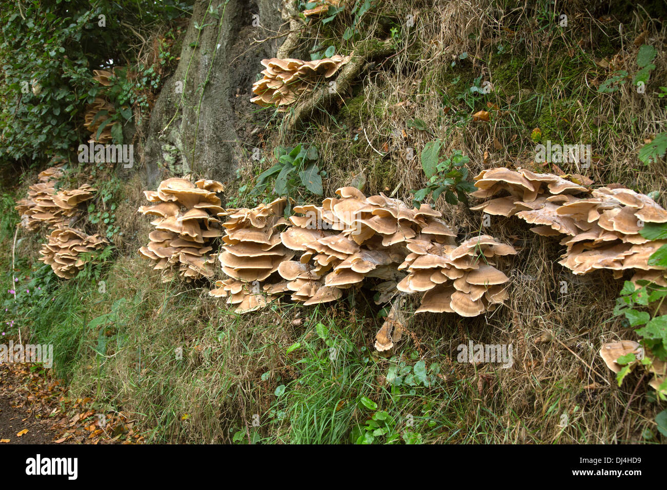 Halterung Pilze wachsen auf einem Exmoor Land Lane Hedge-Bank, Somerset, England, UK Stockfoto