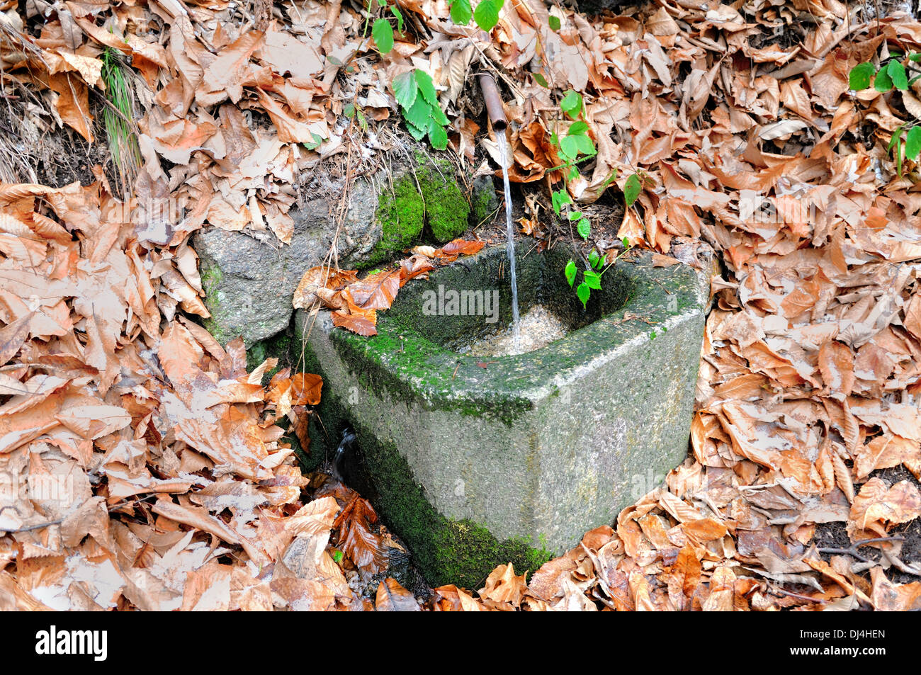Frühling im Wald Stockfoto