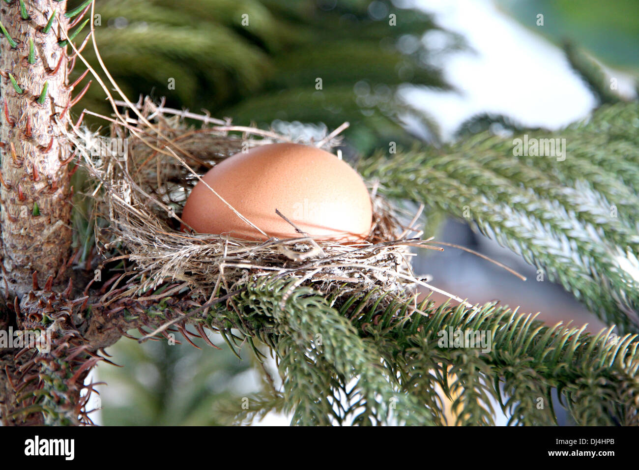 Die Bild-Eiern im Nest auf dem Baum. Stockfoto
