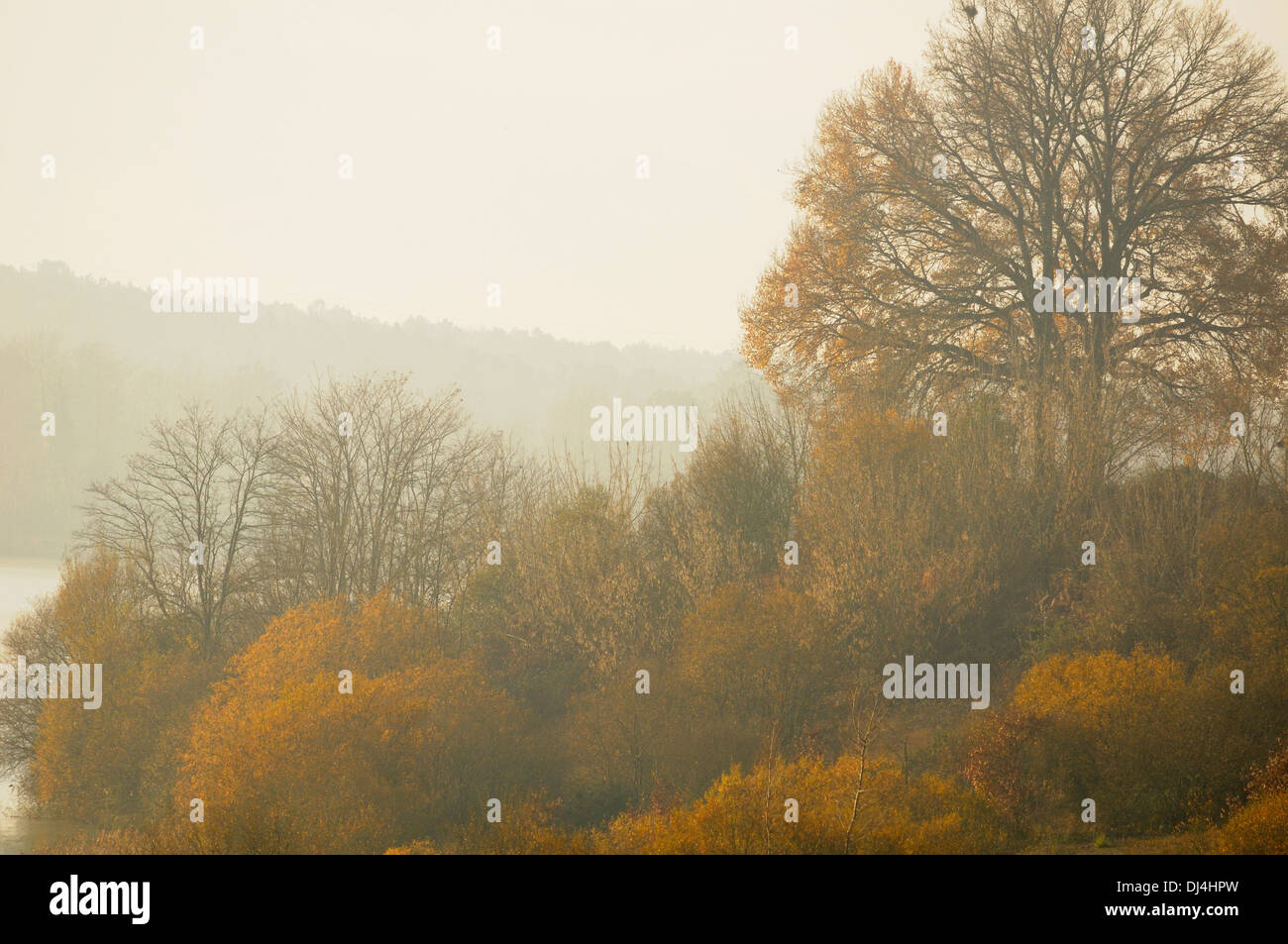 Trüben Tag im Winter, mit Eichen im Nebel, am Rande eines Sees in Arjuzanx. Nationalen Jagd- und Naturschutzgebiet. Frankreich. Stockfoto