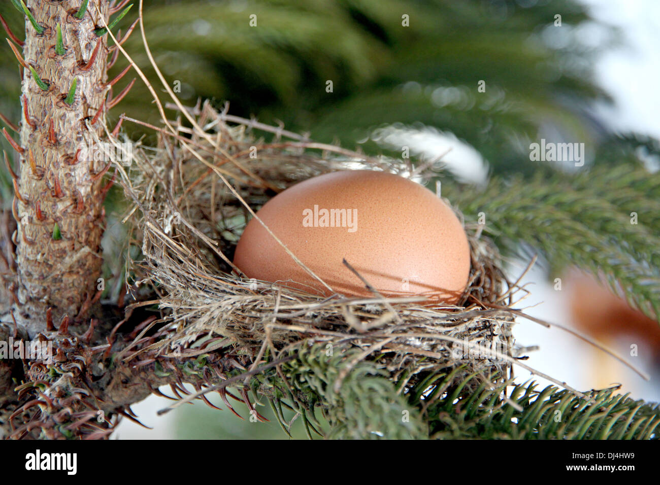 Die Bild-Eiern im Nest auf dem Baum. Stockfoto