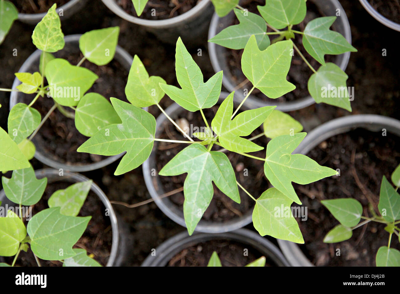 Der Keimling der Papaya im Obstgarten. Stockfoto