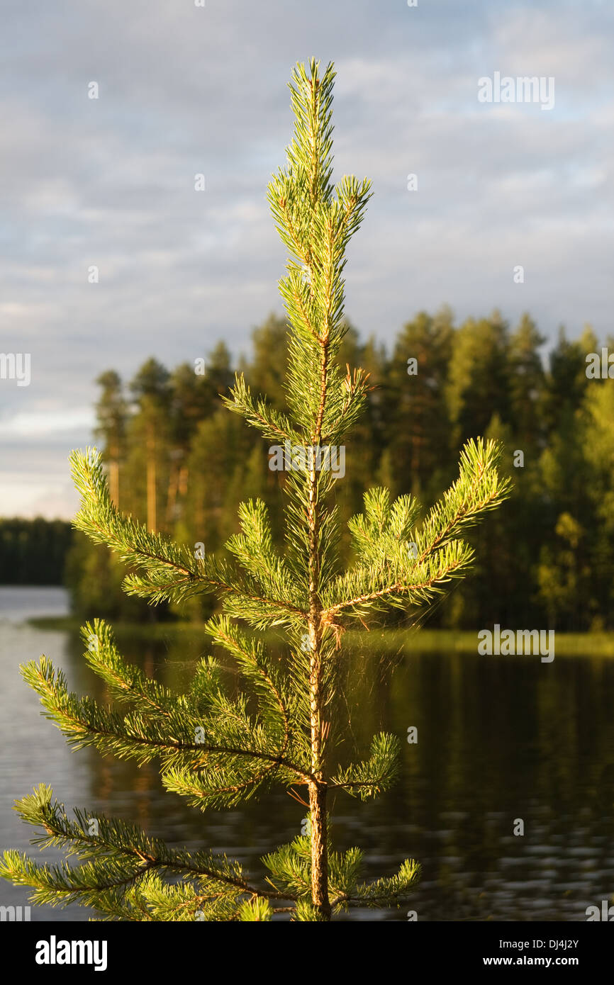 Oben auf einer Tanne in der Abend-Sonne Stockfoto