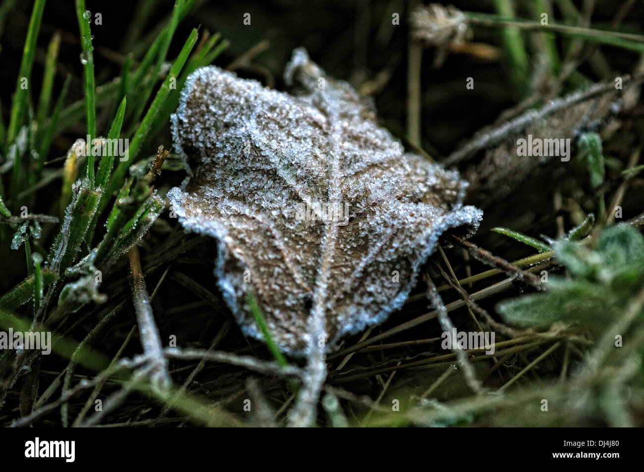 Frostigen Blatt auf den Boden Stockfoto