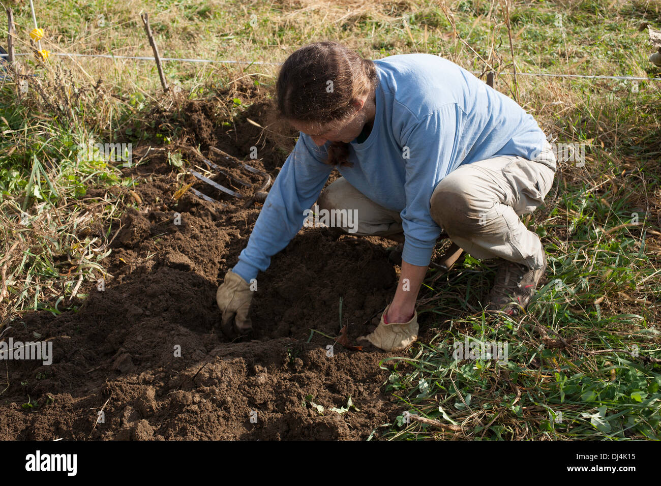 Ein Gärtner gräbt für Kartoffeln in einem Gemeinschaftsgarten in der Berkshires in Massachusetts. Stockfoto