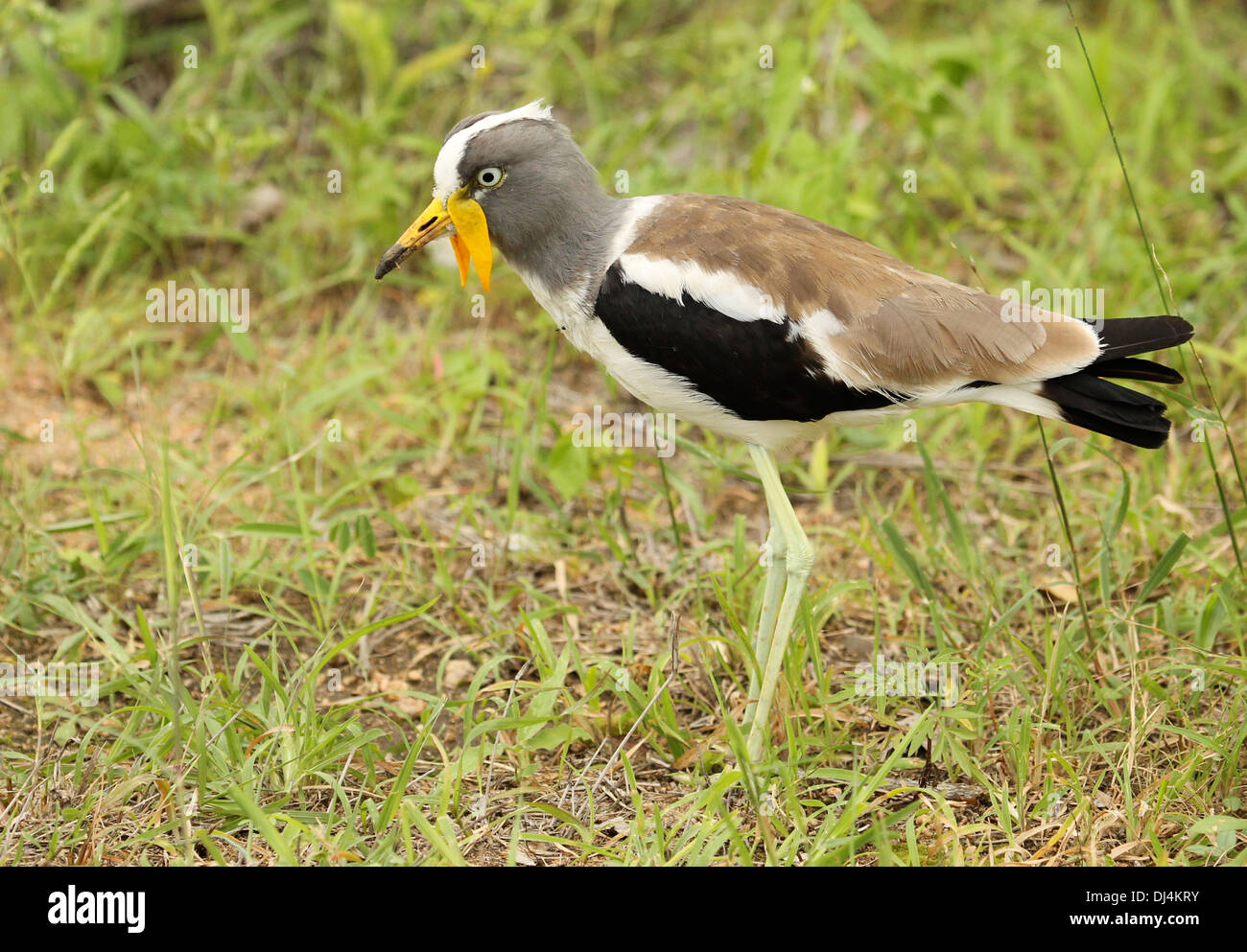 Weiß gekrönt Regenpfeifer Vanellus albiceps Stockfoto