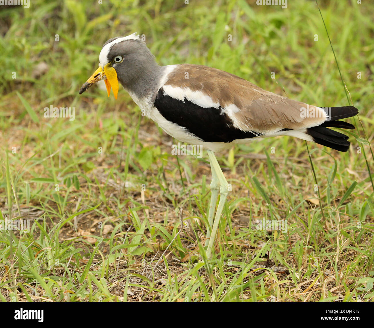 Weiß gekrönt Regenpfeifer Vanellus albiceps Stockfoto