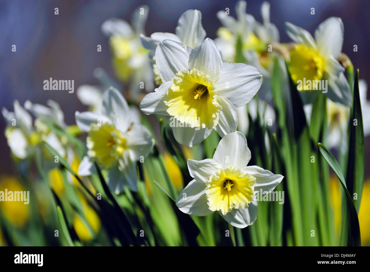Narzisse mit weißen Blütenblättern Stockfoto